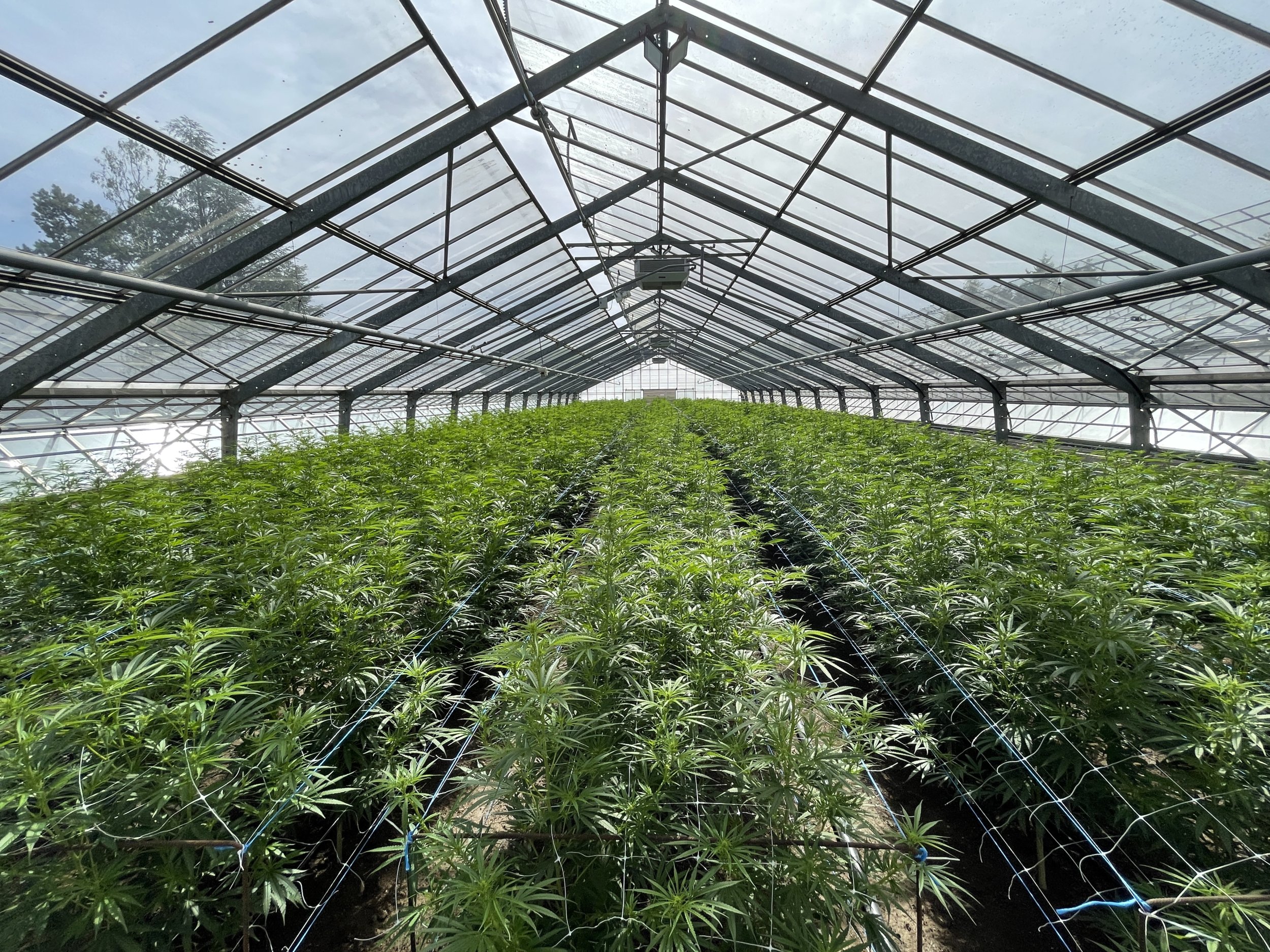 Verdeya Image - Growhouse