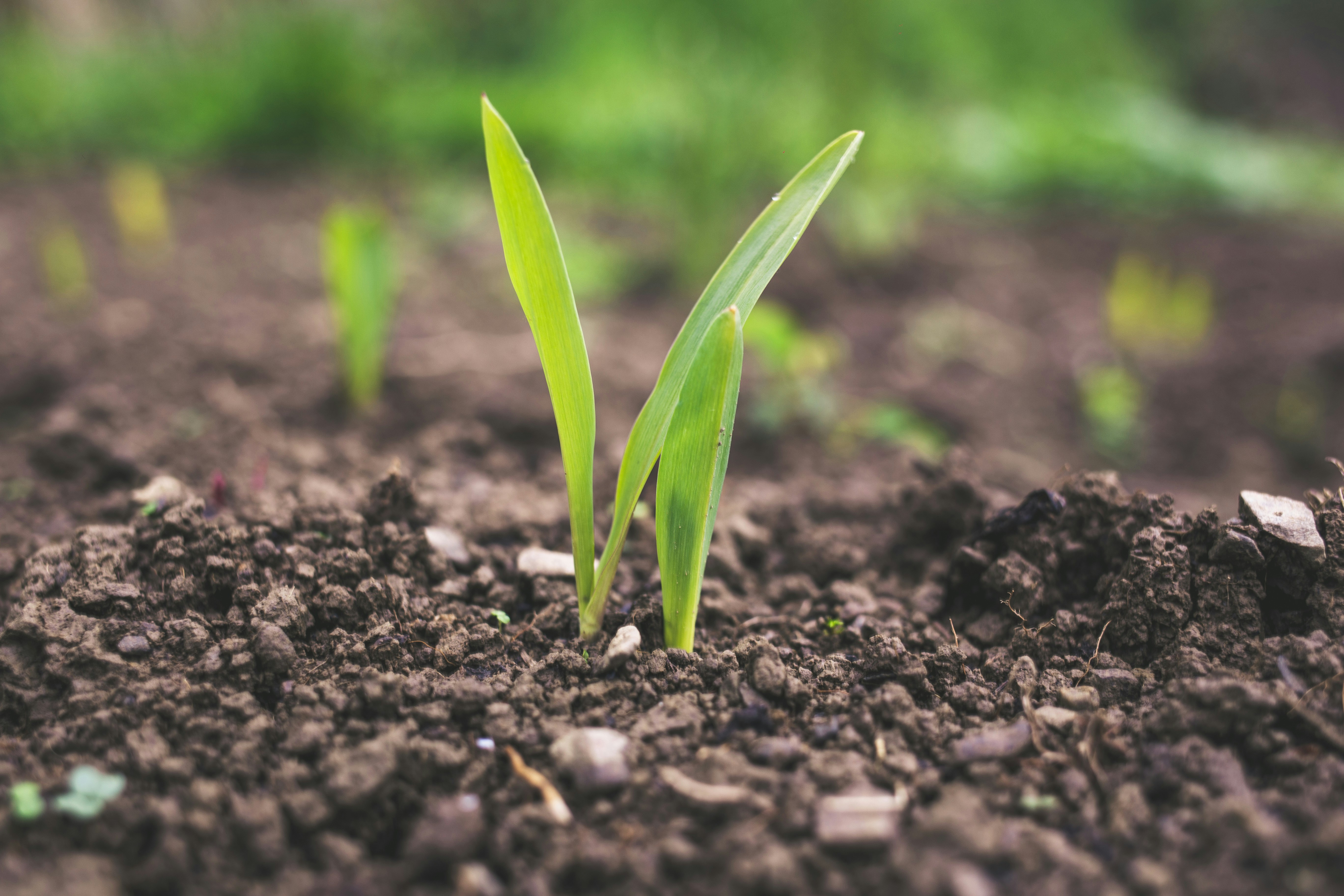 Soil